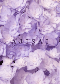 AJISAI - Purple Flower - 6