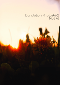 Dandelion Photo #6-2 Not AI