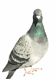 Pigeons everywhere12.