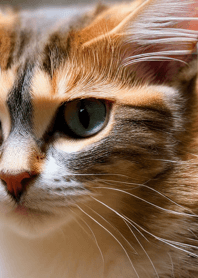 Nyanko Great Runaway#Maelo128.