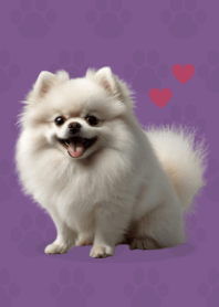 Cute Pomeranian Theme Purple 05