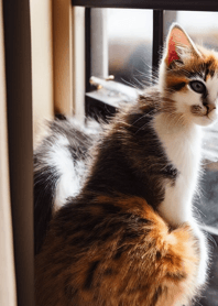 nyanko great runaway#mhsak021