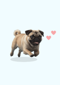 Cute Pug Theme 2 Blue 03