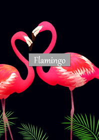 フラミンゴ-Flamingo-