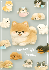 Let's Play with Shiba Inu!
