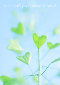 ペンペン草 Photo #2-8Not AI