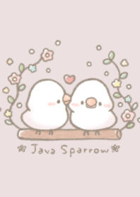 นกกระจอกชวา