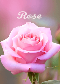 Romantic Rose #1