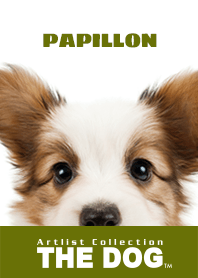 THE DOG Papillon 2