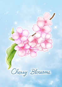Beautiful Cherry Blossoms 1 / light blue