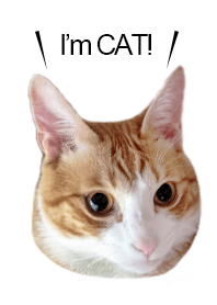 I'm cat!3