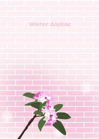 December's birth flower,Winter daphne