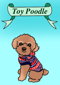 トイプードルの悠たん