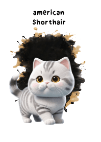 American Shorthair So Cool  (JP)