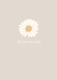 Send you a white daisy Brown