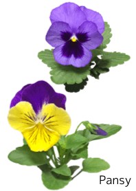 A lot of pansy