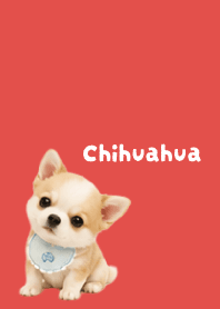 I love Chihuahuas03 red