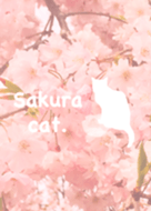 *Sakura cat*
