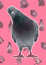 Pigeon (Realistic, Pink)