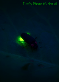 Firefly Photo #3-16 NotAI