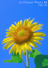 Sunflower Photo #8-6 NotAI