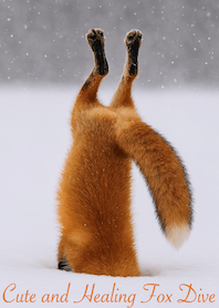 Cute and Healing Fox Dive