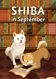 9月の柴犬