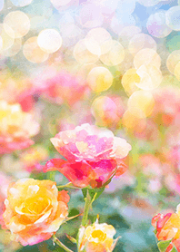 Beautiful rose flower(R2781)