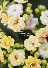 Sweet Flaming Katy Flower