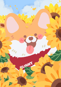 Everyday with Corgi : Sunny