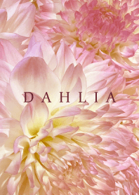 DAHLIA-Pink Beige Flower 54