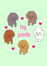 Toy poodle of the name as PU