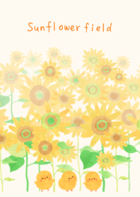 The Summer Sunflower field