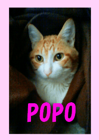 THE CAT [POPO]