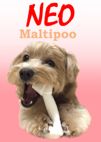 Maltipoo -NEO-