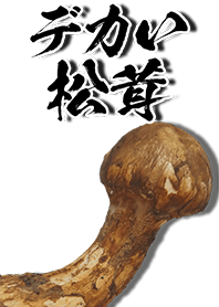 Matsutake mushroom overflowing every day