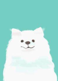 White spitz dog
