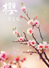일본의 매우 아름다운 벚꽃(분홍색)