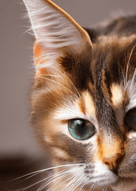 Nyanko Great Runaway#MVHAD228.