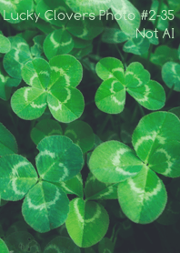 Lucky Clovers Photo#2-35Not AI
