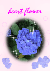 ハートの紫陽花