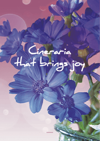 Black Pink : Cineraria that brings joy