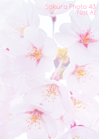 Sakura Photo 43 Not AI