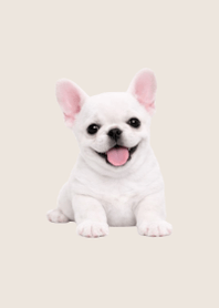 Plush Frenchie Beige 01
