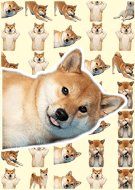 柴犬真人表演 黃色