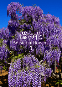 "Wisteria flower 3" theme
