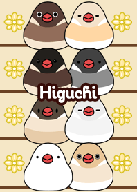 Higuchi Round and cute Java sparrow
