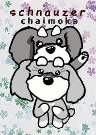 schnauzer chaimoka1