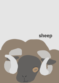Sheep black