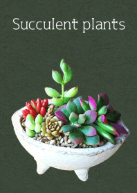 多肉植物 -Succulent Plants-